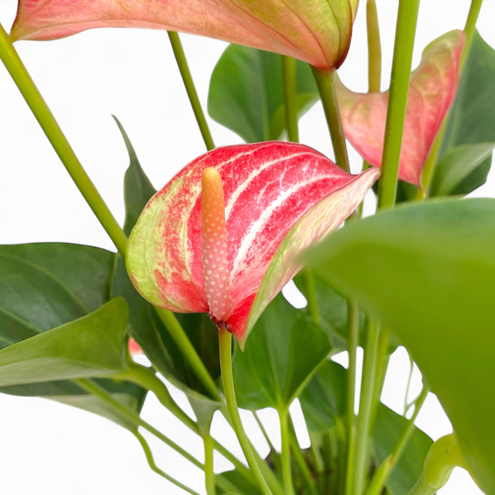 Pot Anthurium Mix - Red White