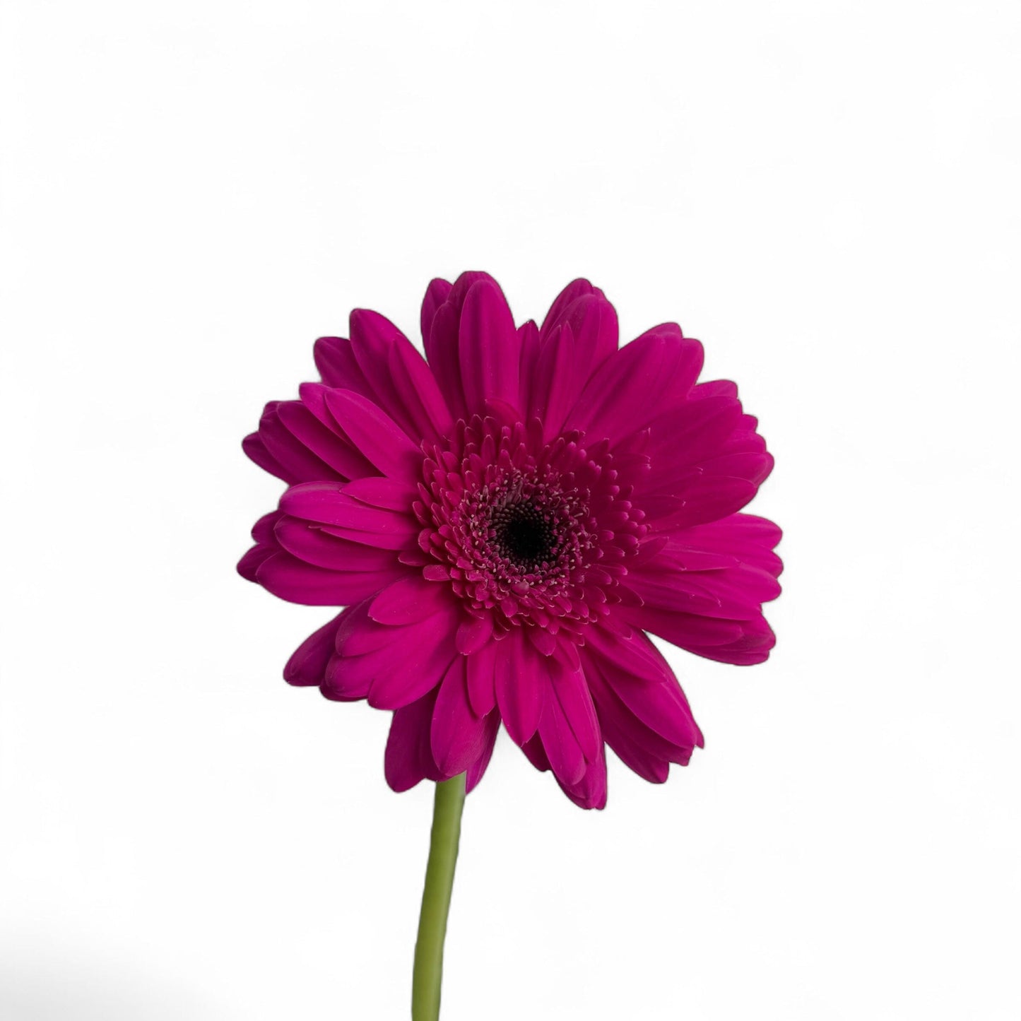 Gerbera - Hot Pink