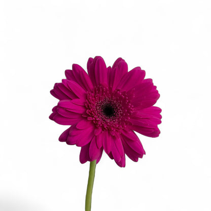 Gerbera - Hot Pink