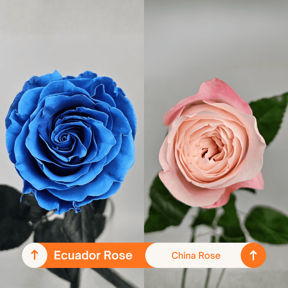 Rose Painted 50cm - Light Blue (10 Stems)
