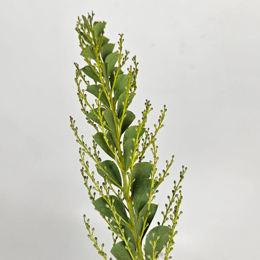 Eucalyptus Tricircle