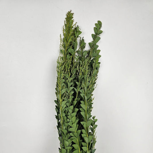 Fresh Cut Flowers at Floristika