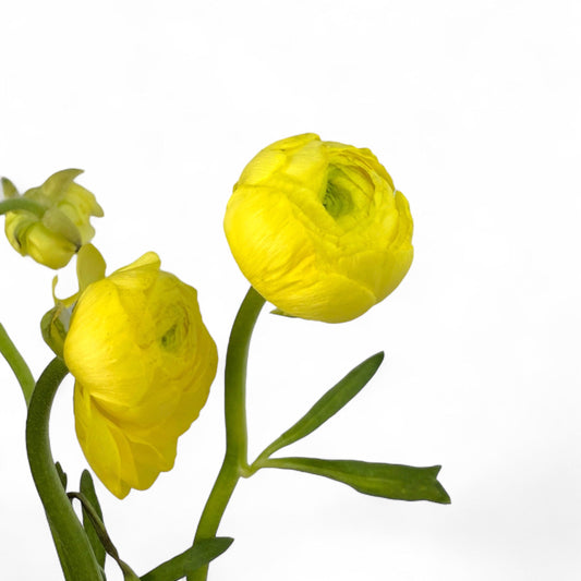 Ranunculus - Yellow