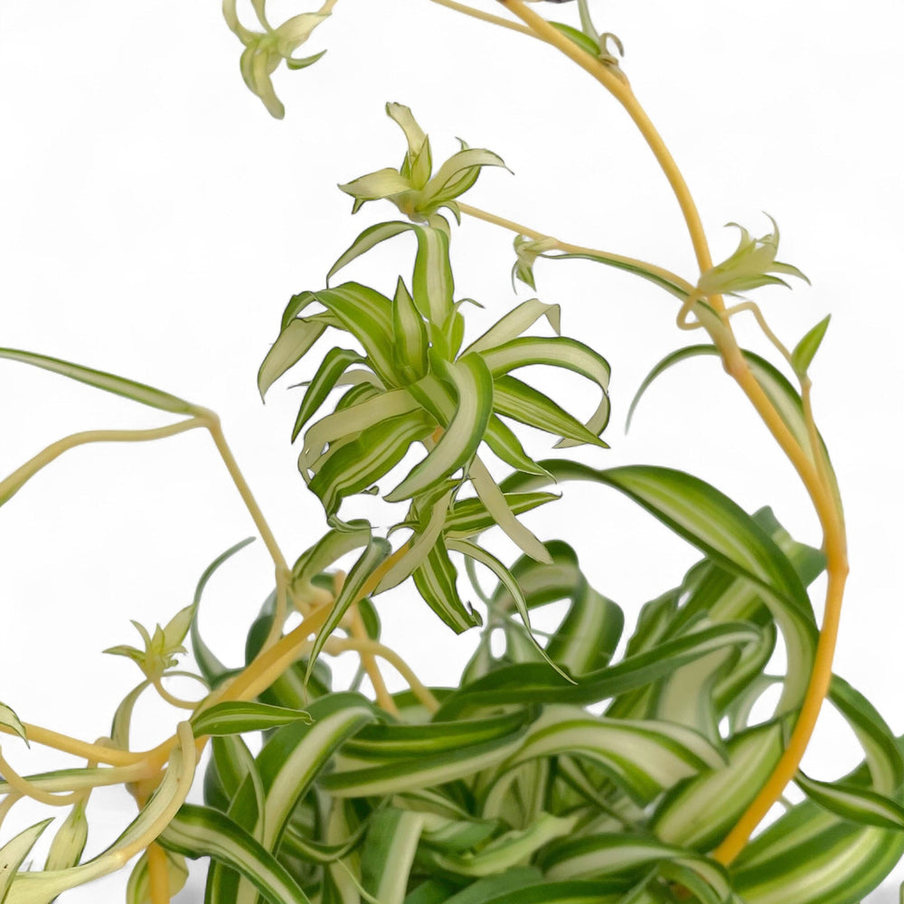 Pot Spider Plant P120