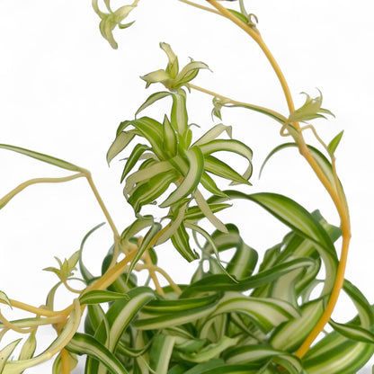 Pot Spider Plant P120