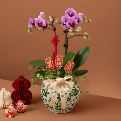 Spring Fortune 春福满堂 – Phalaenopsis