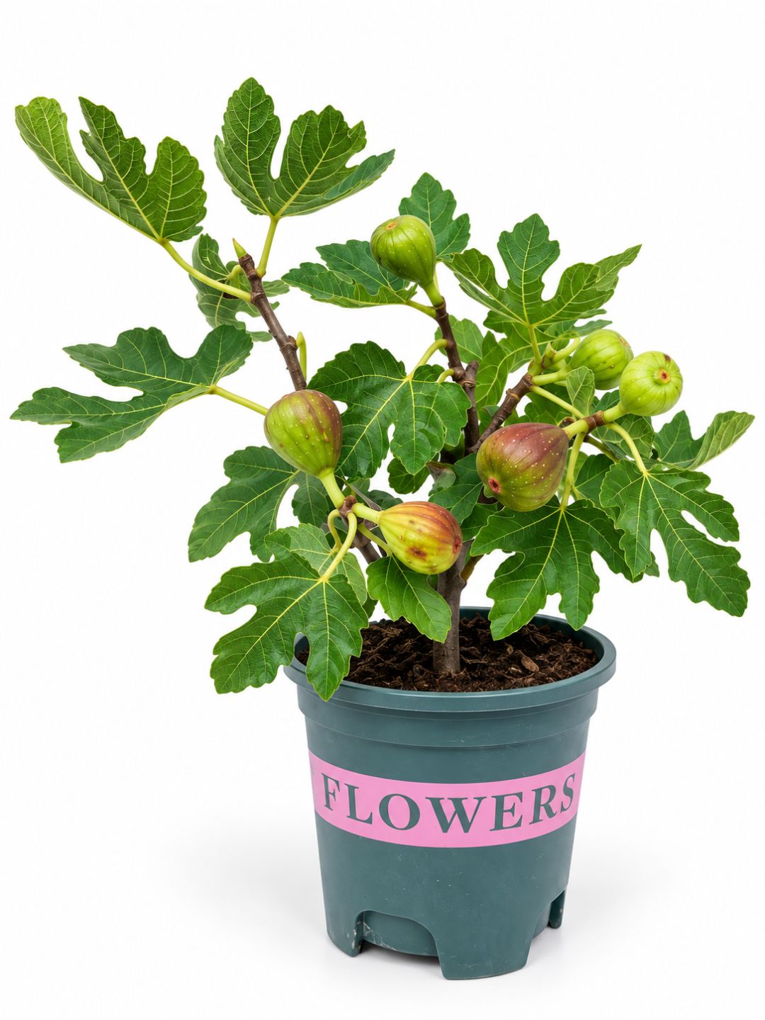 Potted fig tree (Ficus carica)