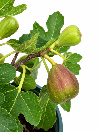 Close-up of fig tree leaves and fruit