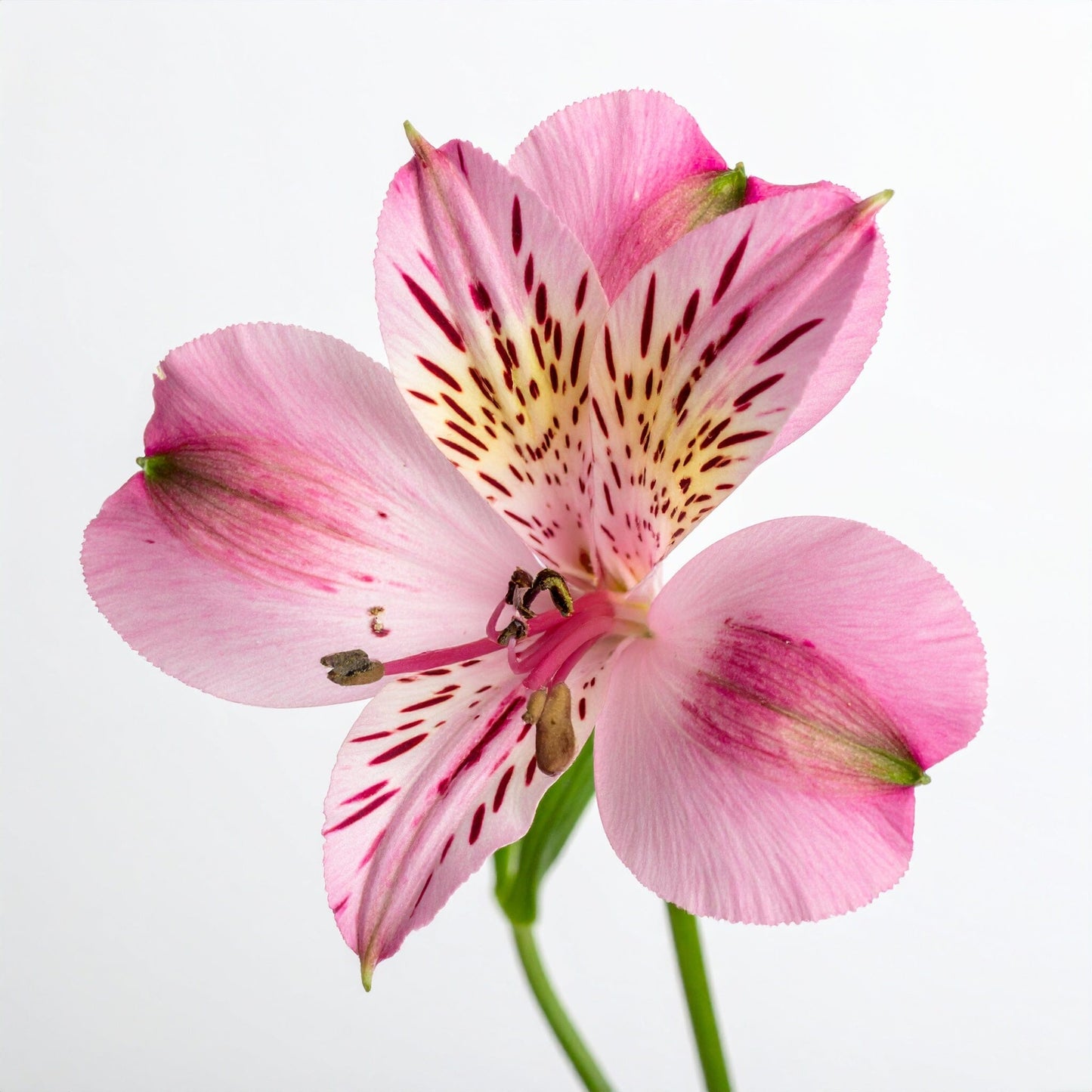 Alstroemeria - Light Pink