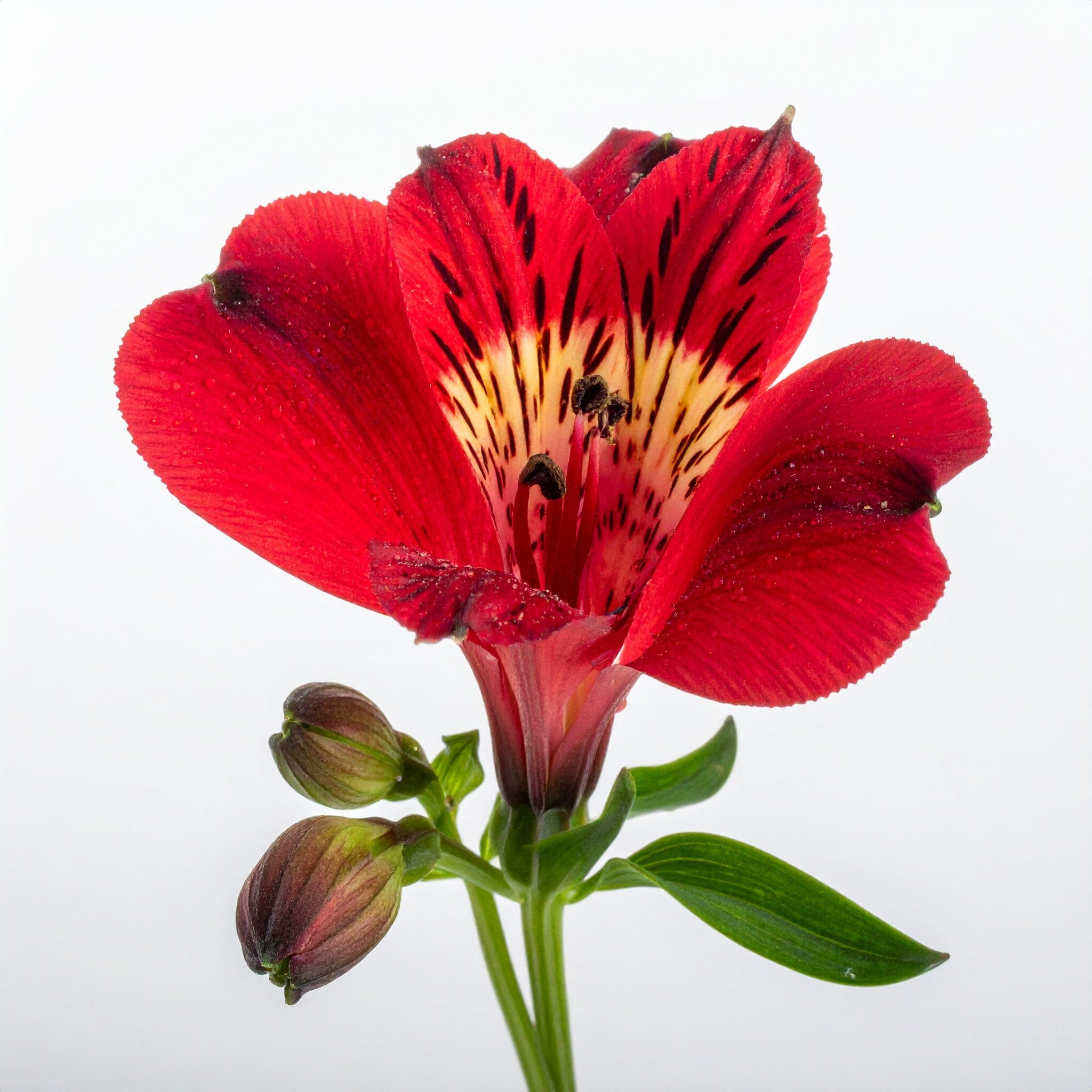 Alstroemeria - Red