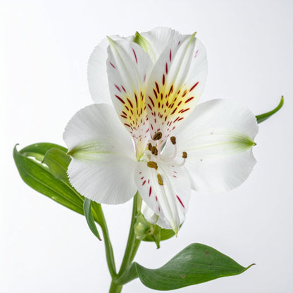 Alstroemeria - White