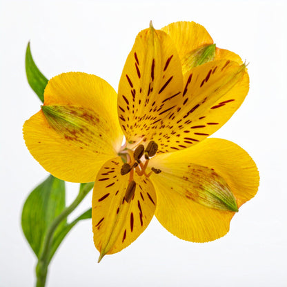 Alstroemeria - Yellow