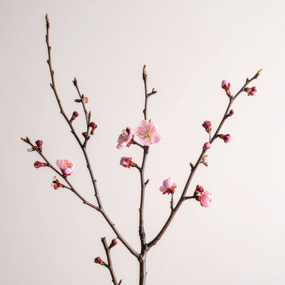[Pre-Order] Prunus Keio-Zakura / Sakura (80cm)