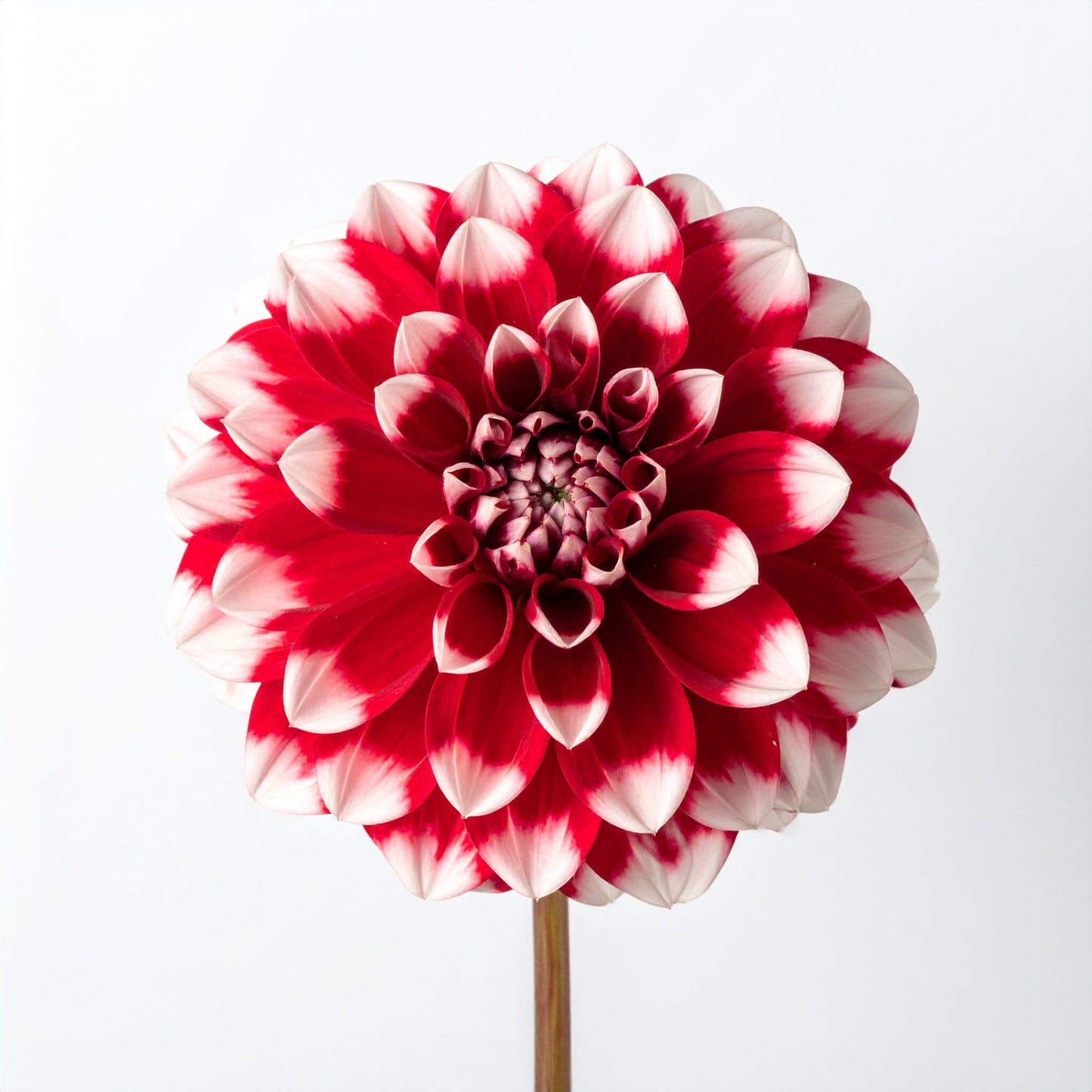 Dahlia - 2 Tone Red White