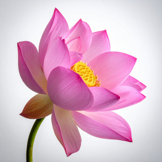 Lotus Flower - Pink