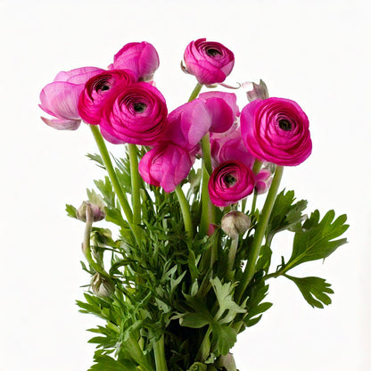 Ranunculus - Shocking Pink