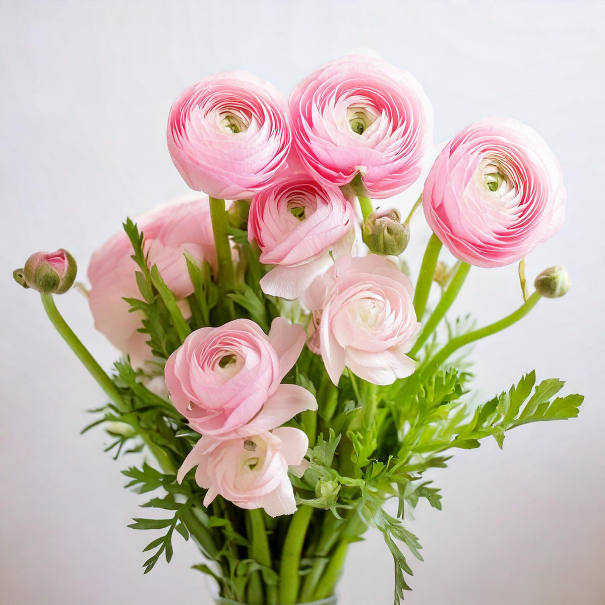 Pink Ranunculus Blue Ranunculus (Imported) - Light Pink | Floristika Bangsar – Floristika.com.my