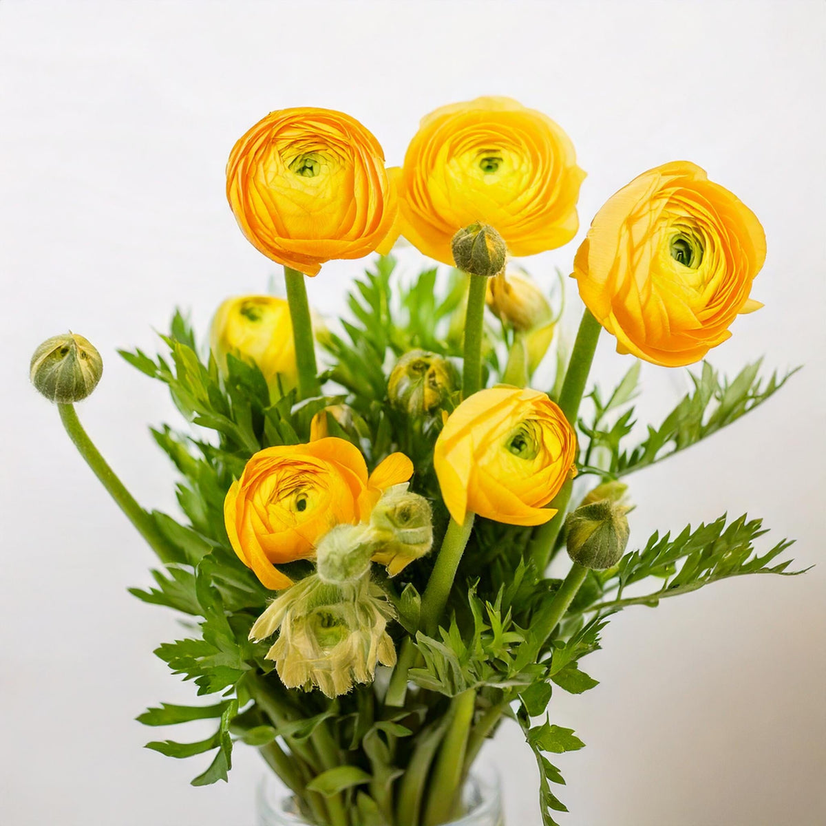 Cloni Ranunculus Yellow Ranunculus (Imported) - Yellow | Floristika Bangsar – Floristika.com.my