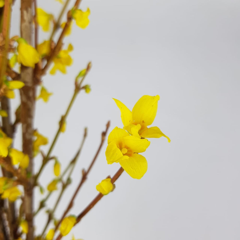 Forsythia  - Yellow