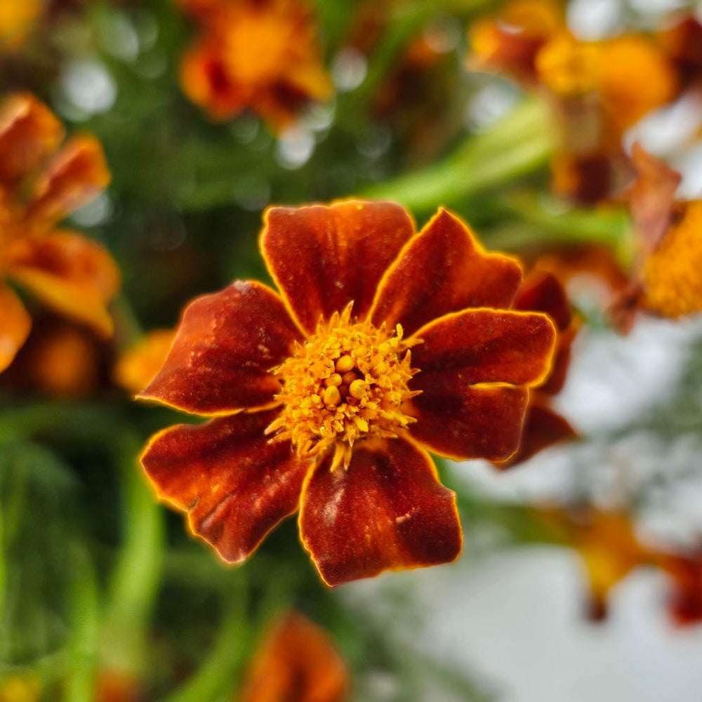 French Marigold