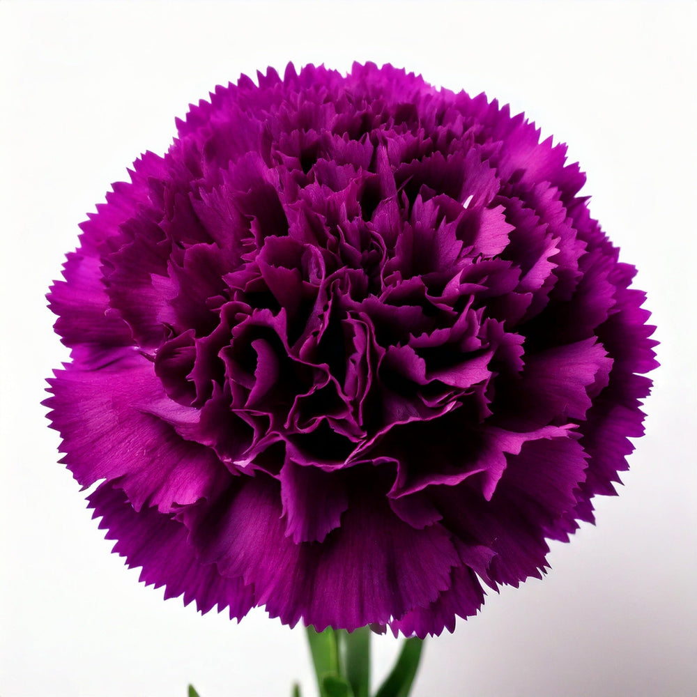 Mother's Day Carnation - Dark Purple (18-20 Stems)
