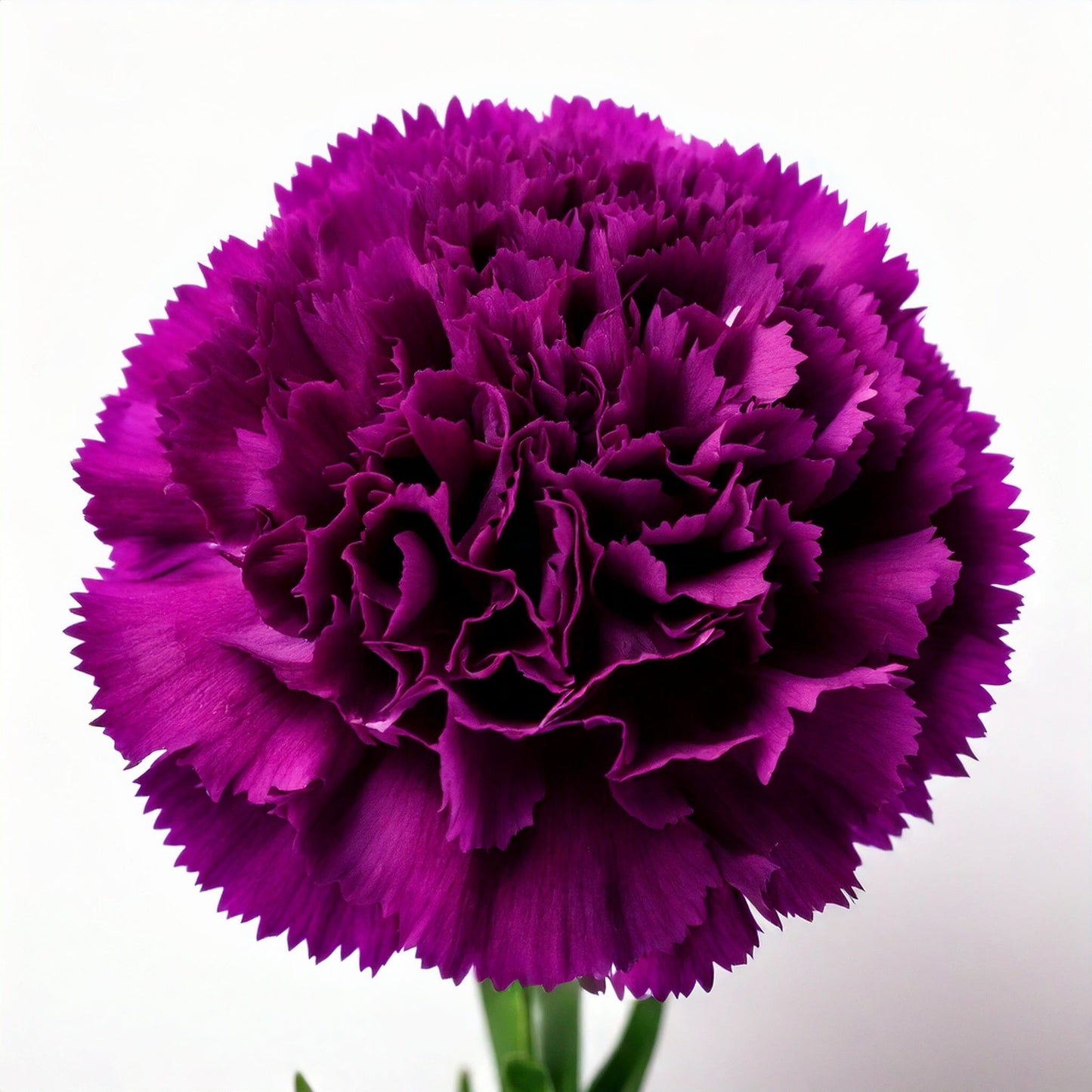 Purple Carnation Flowers for Mother's Day
