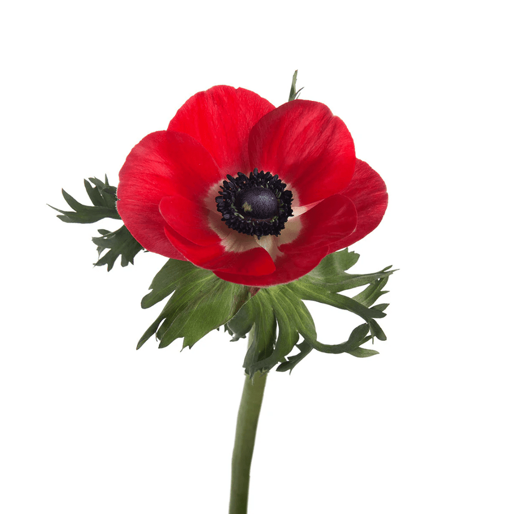 Anemone - Mix Colour