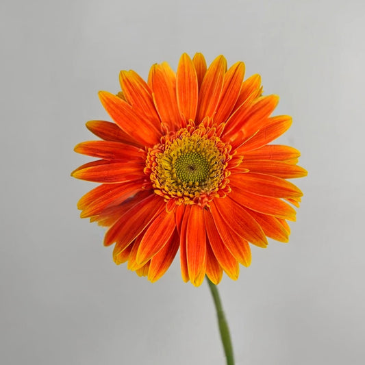 Fresh Cut Flowers at Floristika