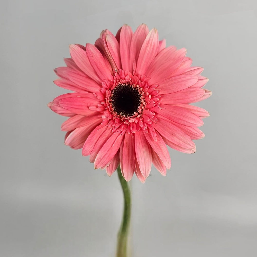 Gerbera - Pink (20 Stems)