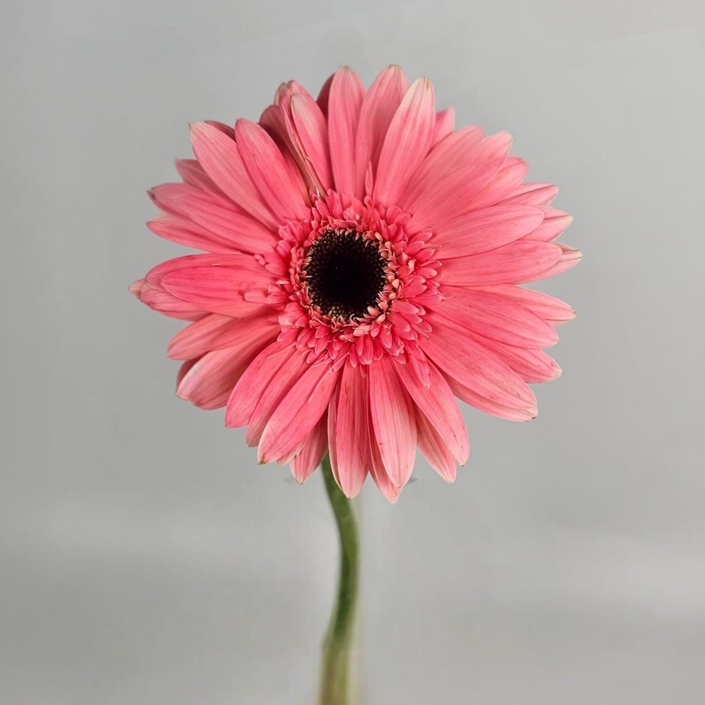 TIKTOK Gerbera (20 Stems)