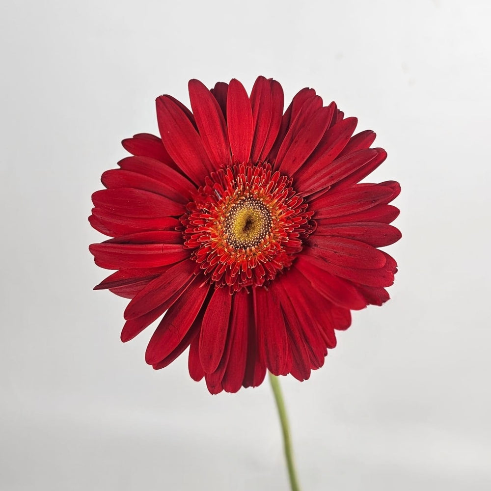 Gerbera - Red (20 Stems)