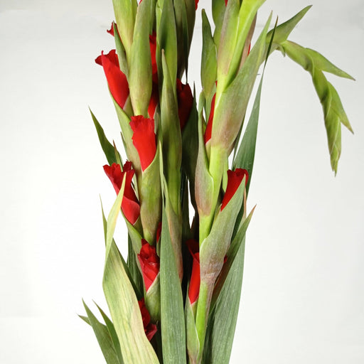 Gladioulus CNY (Local) - Red