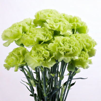Carnation Flowers for Mother's Day celebration