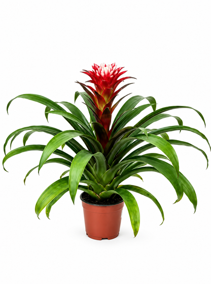 Guzmania Snow White bromeliad with white bloom in pot