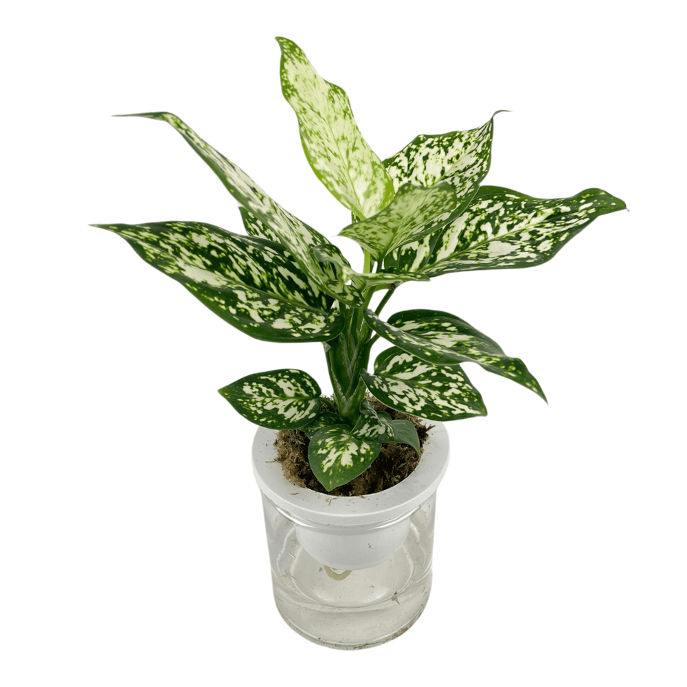 white dalmatian aglaonema Aglaonema Super White Plant