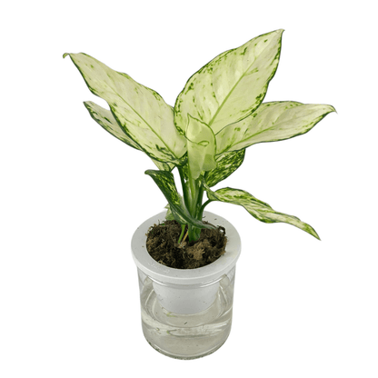 aglaonema hydroponic Aglaonema Super White Plant