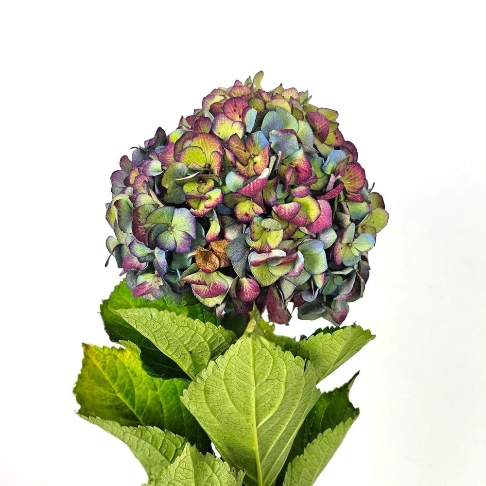 Hydrangea Mix - Greenish Blue