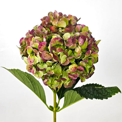 Fresh Cut Flowers at Floristika