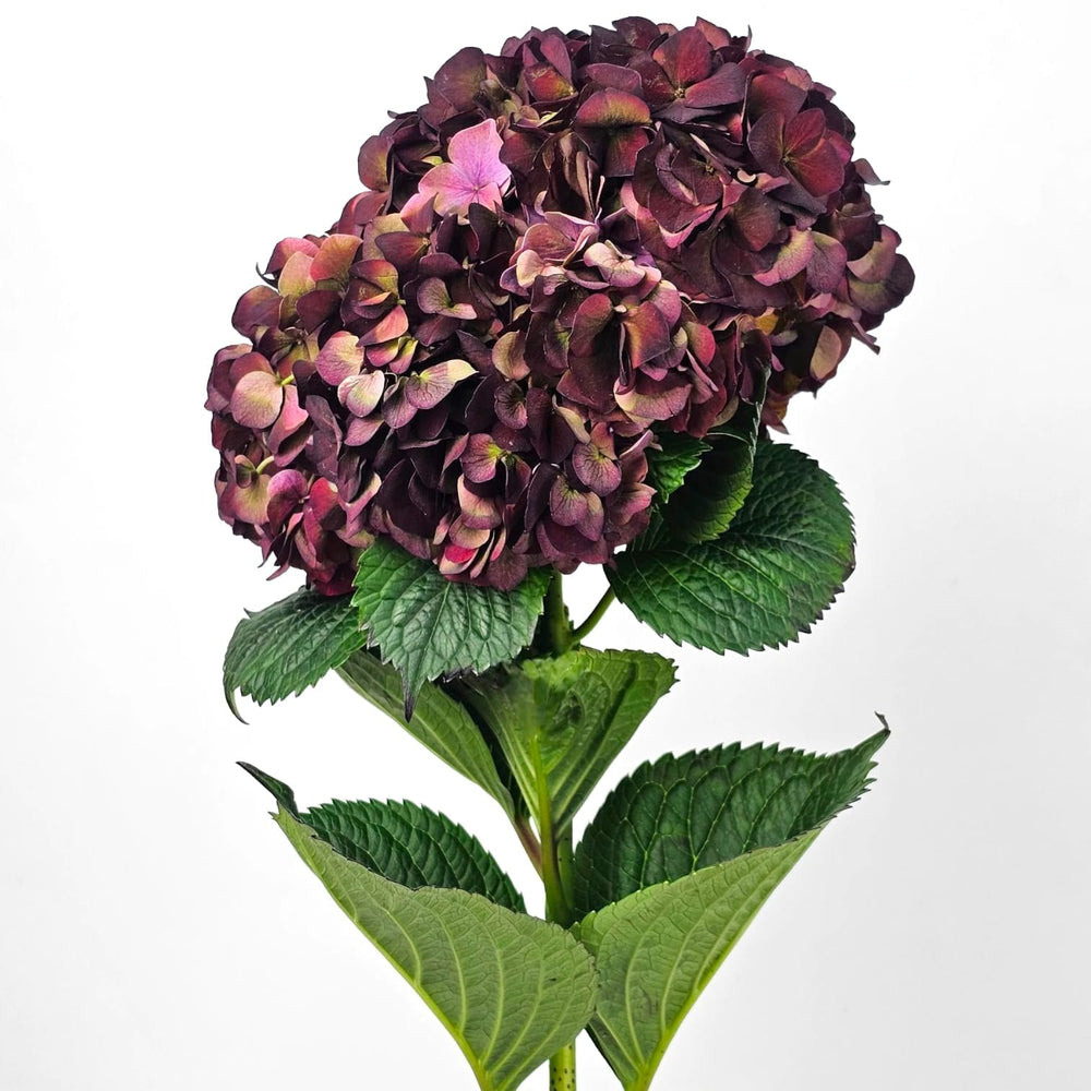 Hydrangea Mix - Purple