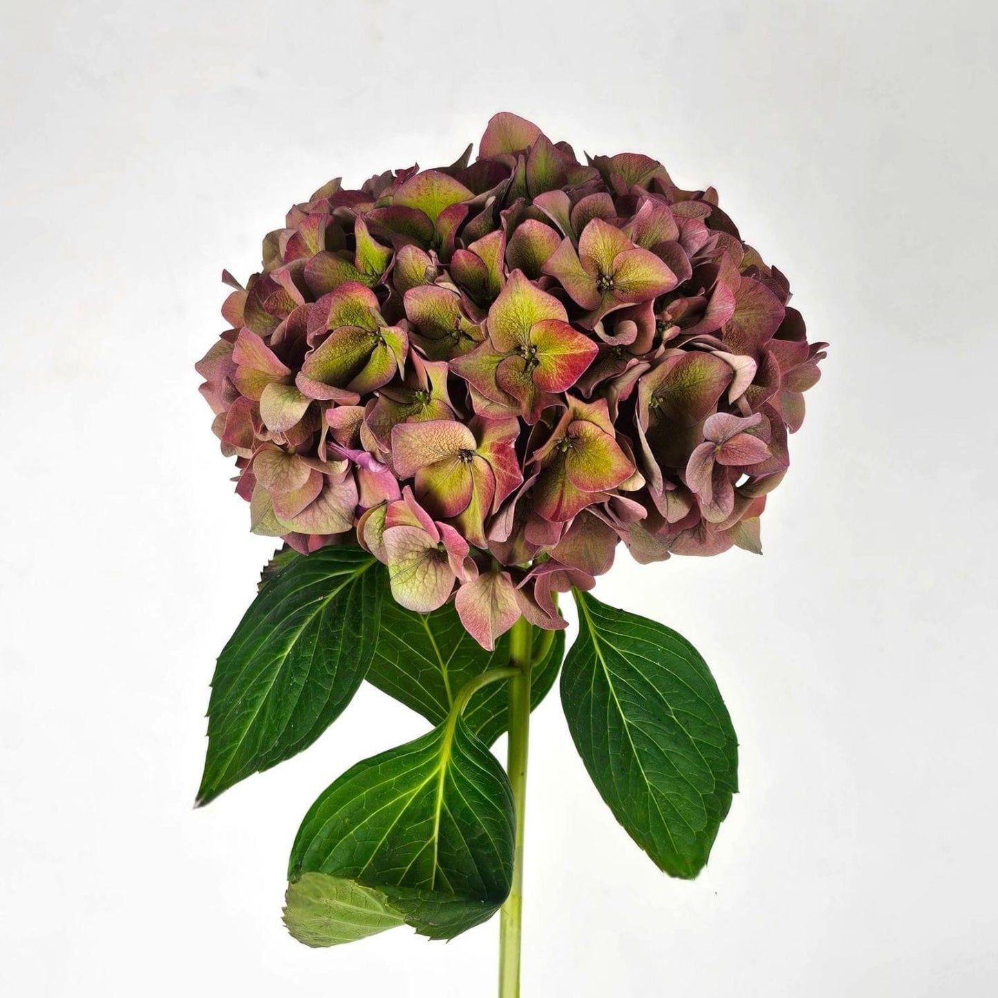 Fresh Cut Flowers at Floristika