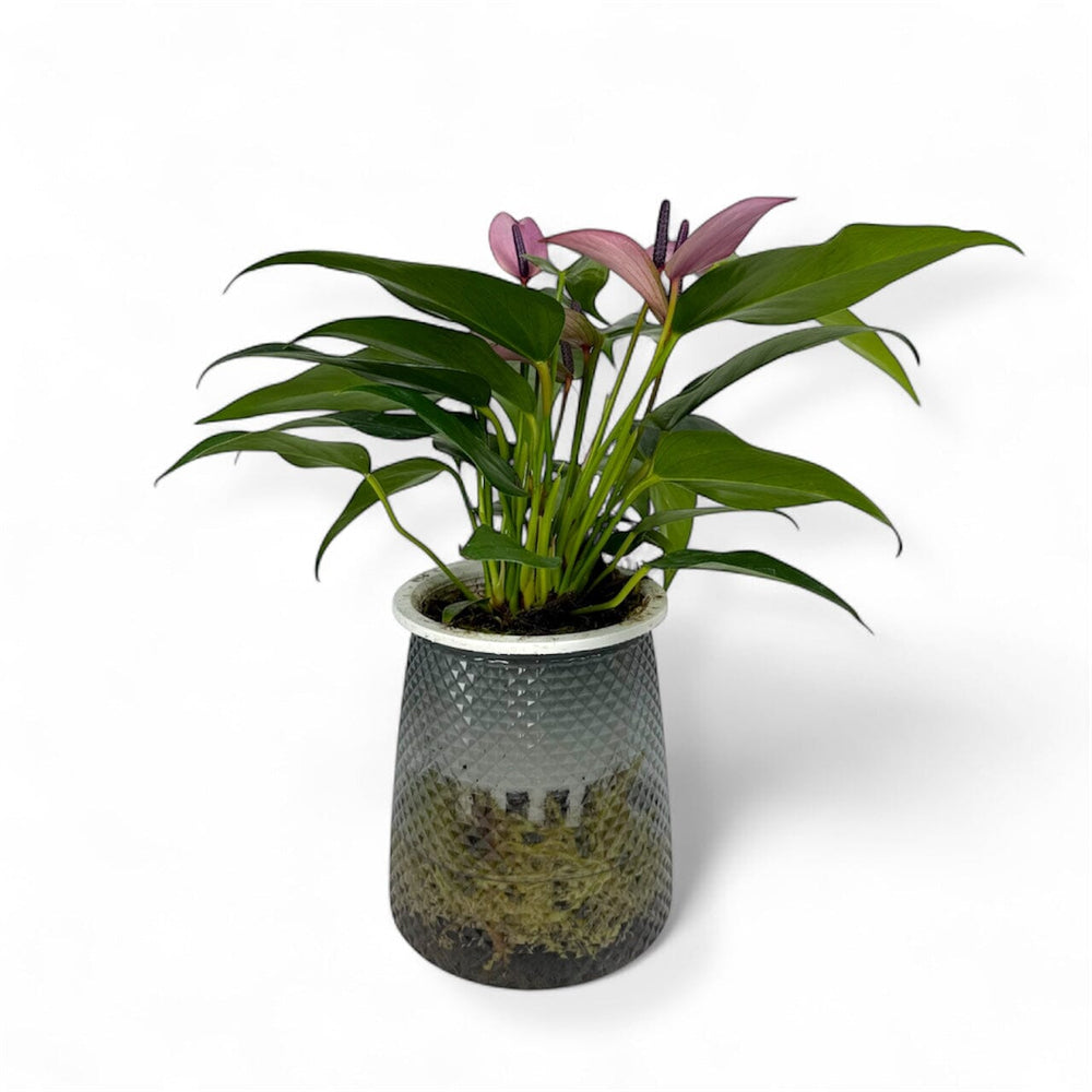 Hydroponic Anthurium Purple