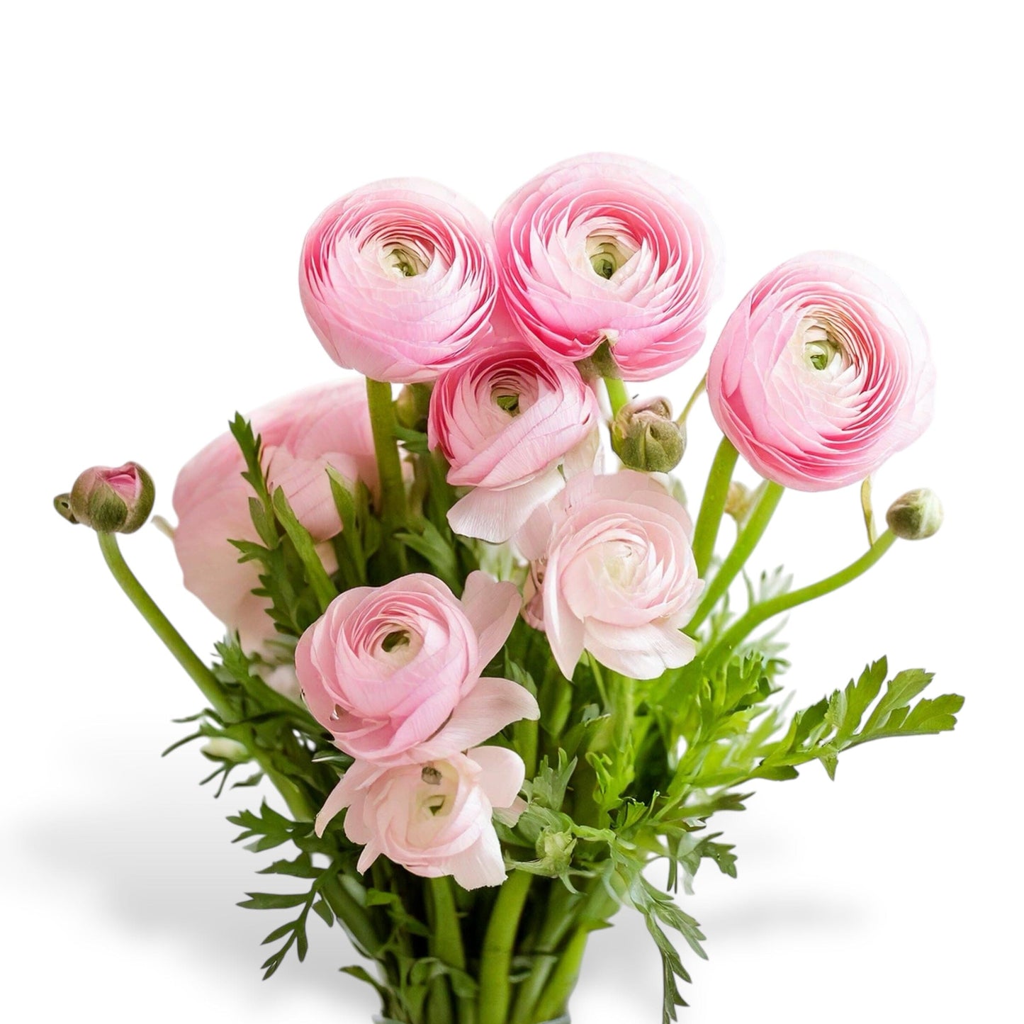 Ranunculus - Light Pink