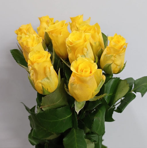 Rose (Imported) - Yellow [10 Stems]