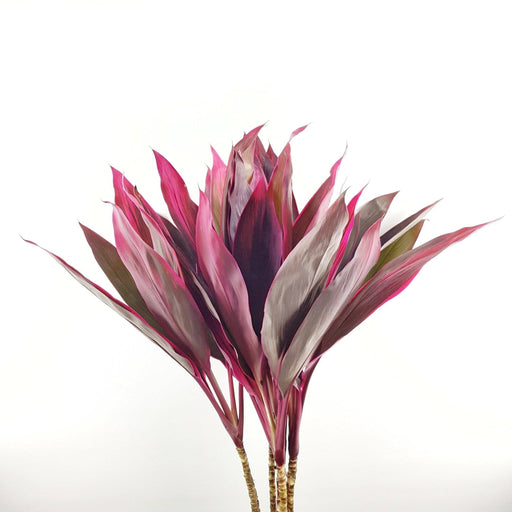 Cordyline (Imported) - 10 Stems