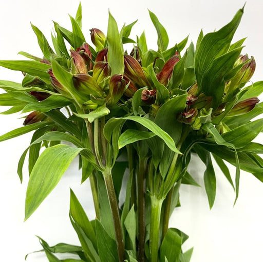 Alstroemeria Hotpepper (Imported) - Red/Brown