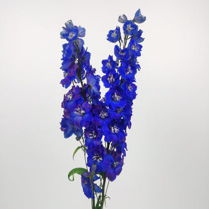Delphinium Blue Star - Blue/Purple (2 Stems)