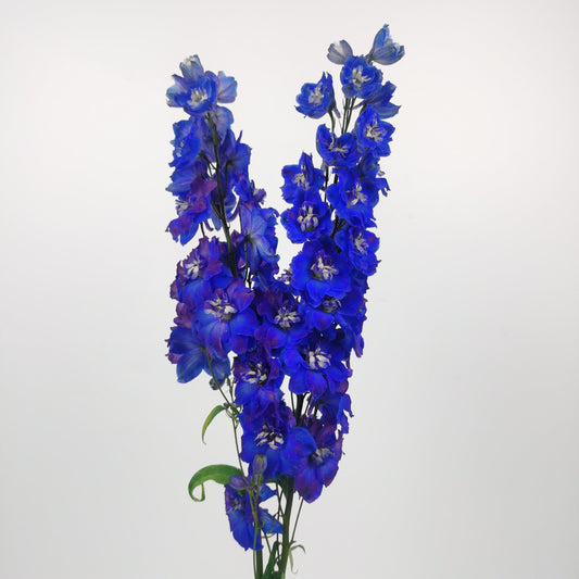 Delphinium Blue Star - Blue/Purple (2 Stems)