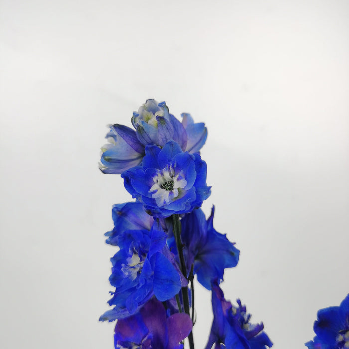 Delphinium Blue Star (Imported) - Blue/Purple [2 Stems]