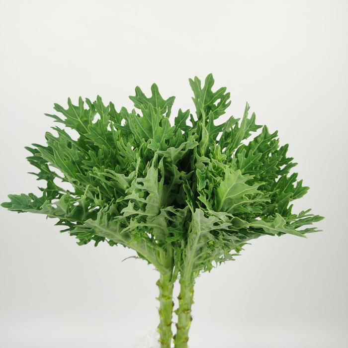 Kale Crane King (Imported) - Green [5 Stems]