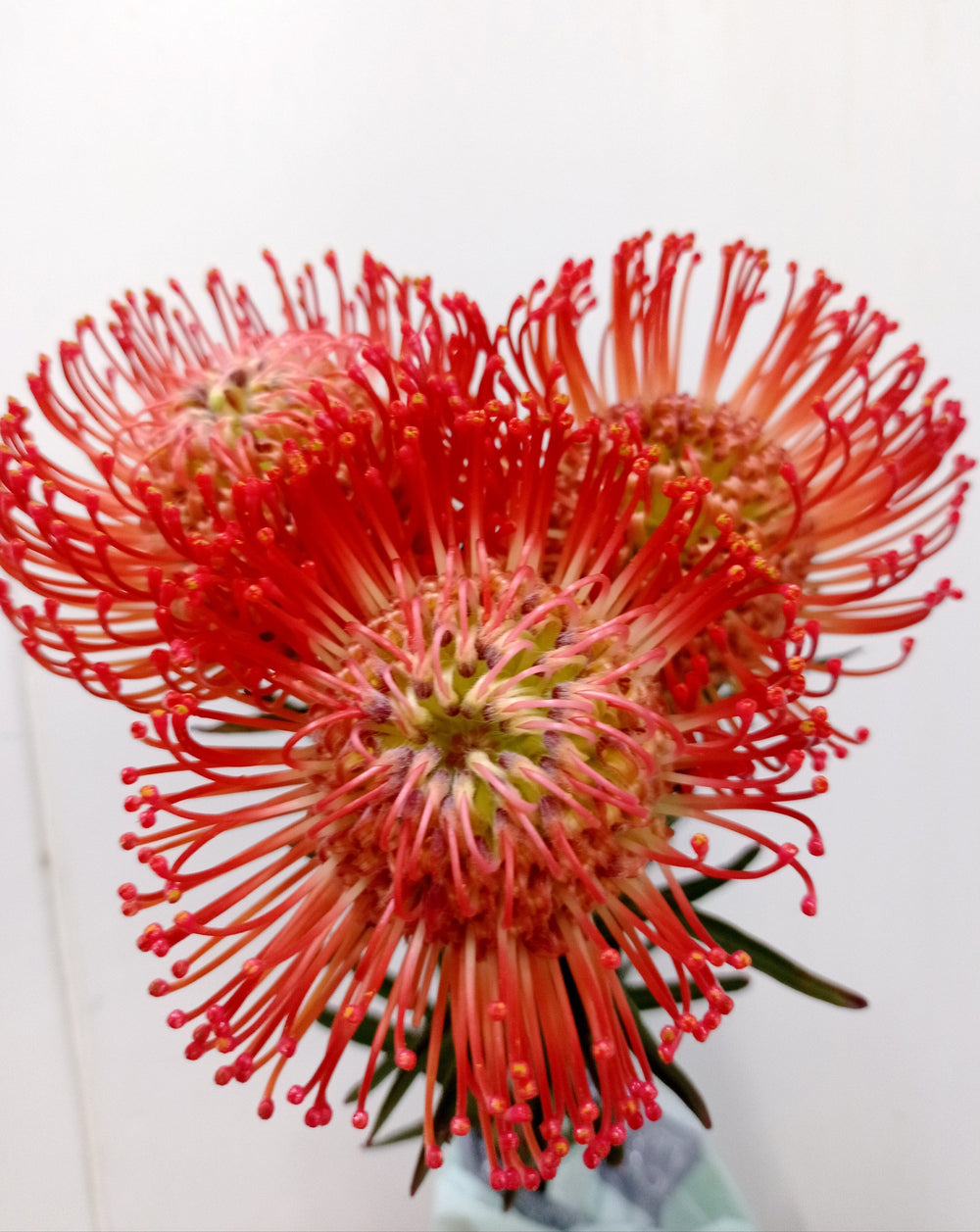 Nutan Succession - Orange (5 Stems_